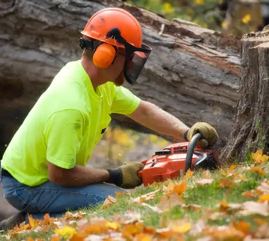 tree services Lapeer